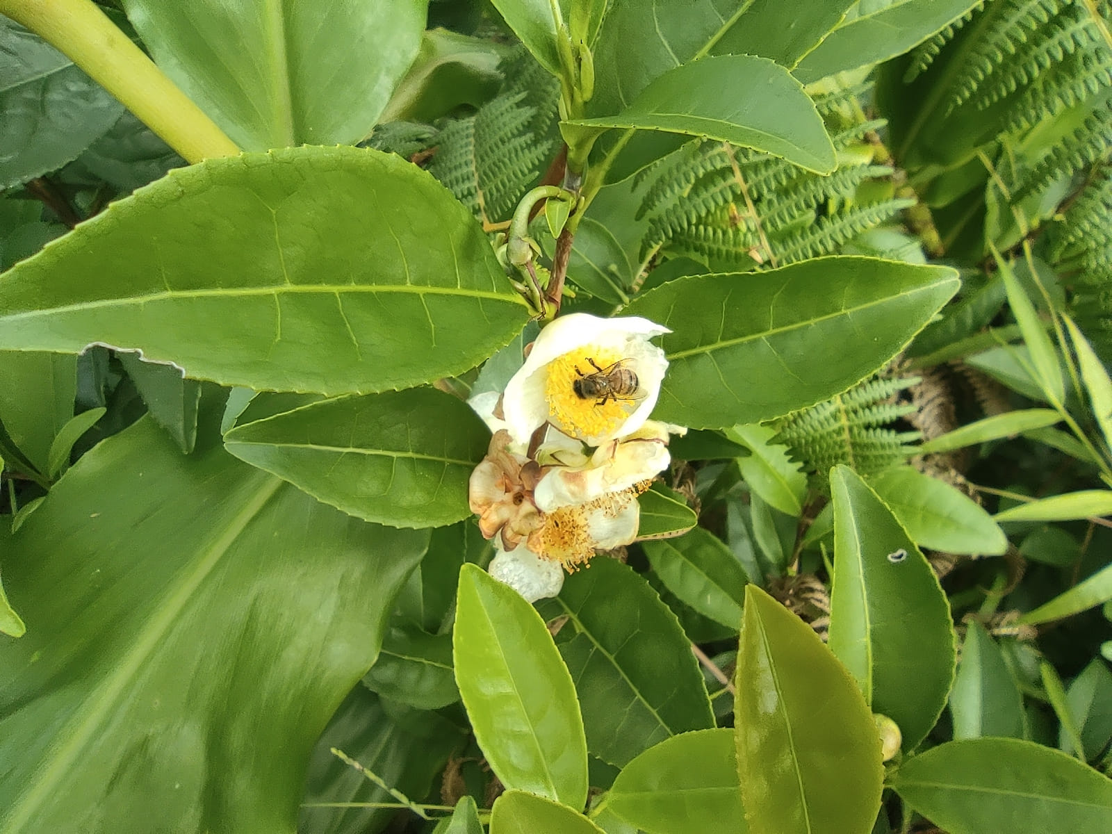 Tea by Augustin Soulard